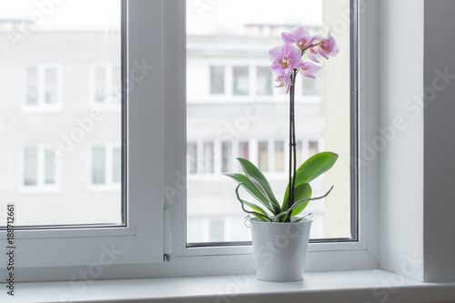 Fototapeta Naklejka Na Ścianę i Meble -  beautiful orchids on windowsill