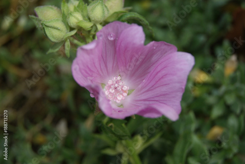 Blumen Blüte