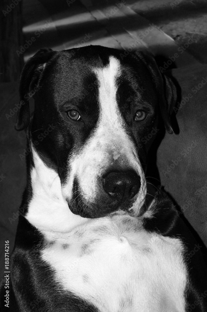 Portrait eines Hundes in schwarz weiß