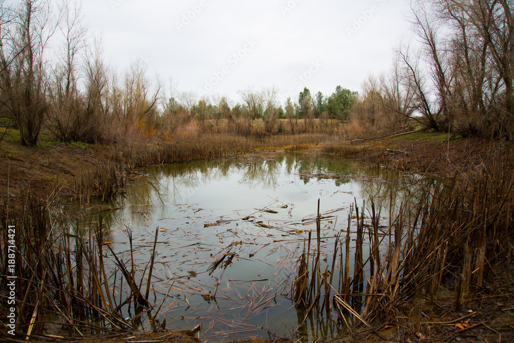California Beaver Pond California Beaver Pond