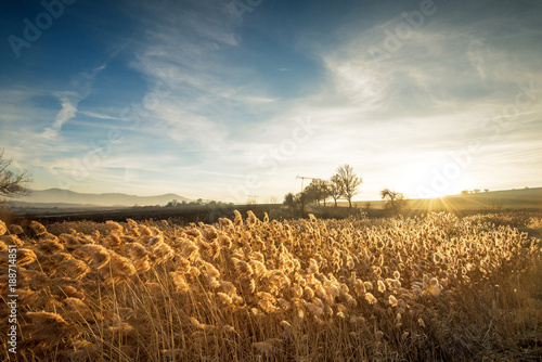 Beautiful plants grass and flowers in sunset