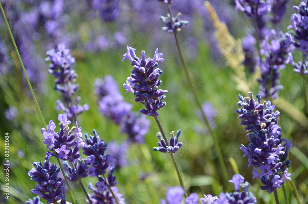 Obraz premium Lavender Close Up
