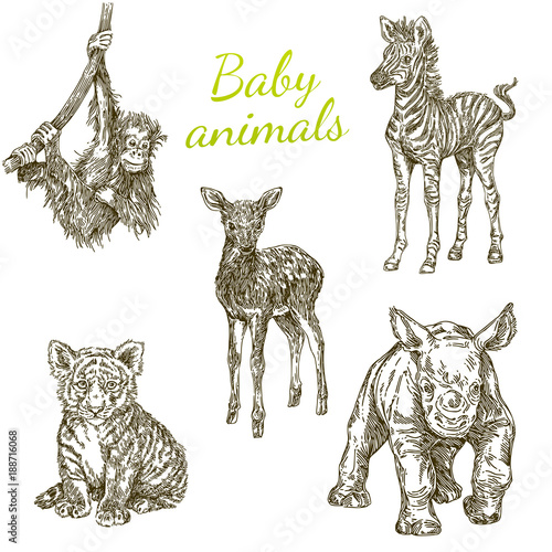 Set of baby animals. Wild. Monkey, zebra, deer, tiger and rhino. Vintage. Engraving style. Vector illustration.