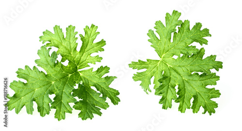 fresh rose geranium leaves isolated on white