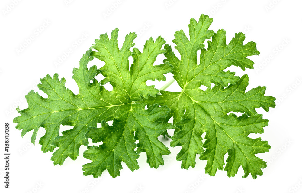 fresh rose geranium leaves isolated on white fresh rose geranium leaves isolated on white