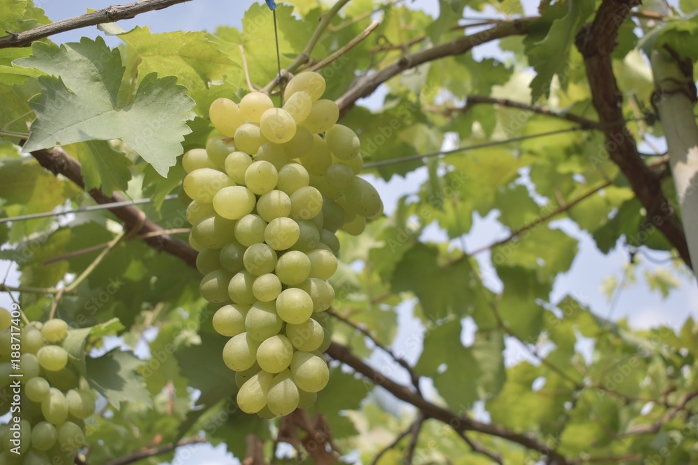 Close up green grapes in farms with blurred background. Close up green grapes in farms with blurred background.