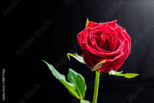 Fototapeta Naklejka Na Ścianę i Meble -  red rose