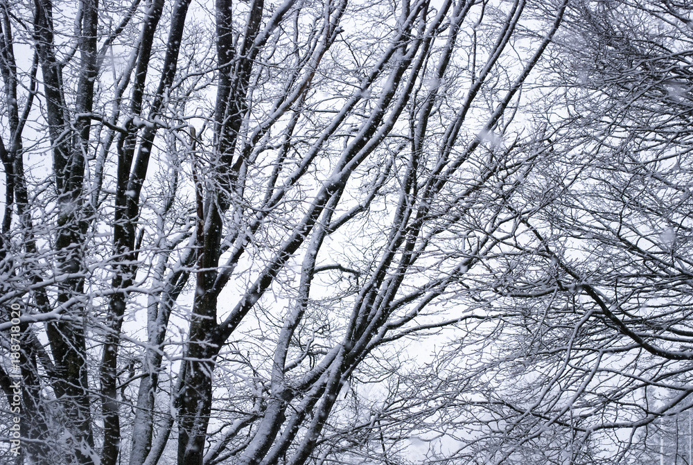 Verschneite Bäume im Winter