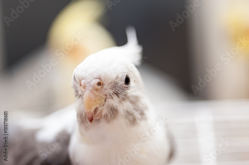 white and gray cockatiel