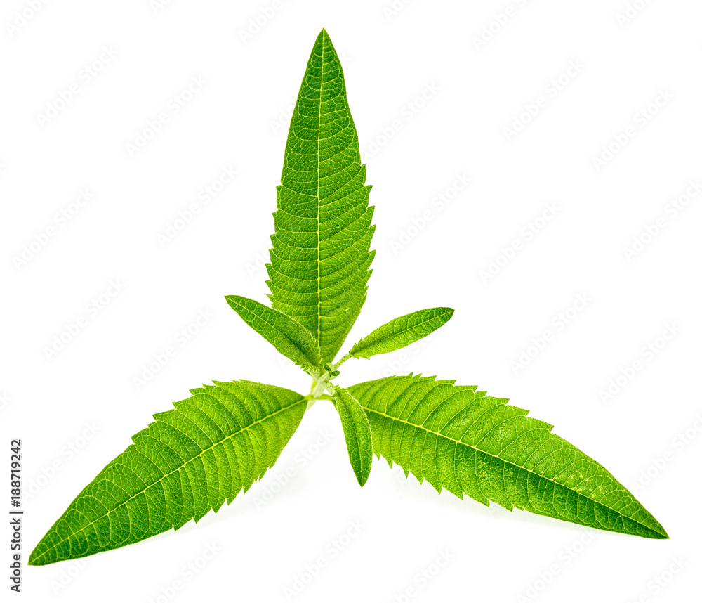 Fototapeta premium fresh lemon verbena leaves isolated on white