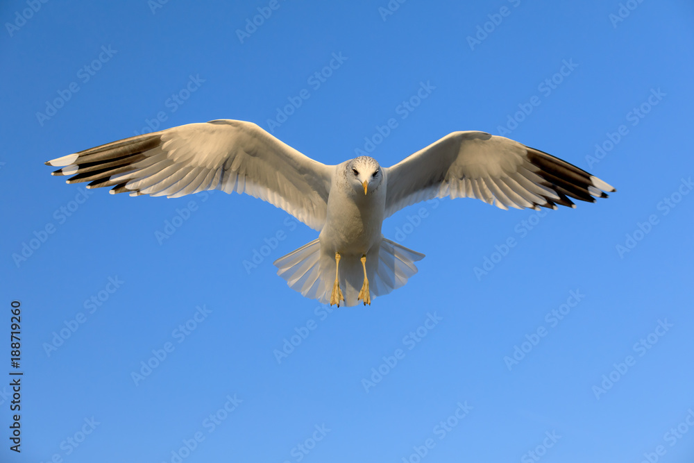 closeup of a flying seagull (laridae) closeup of a flying seagull (laridae)