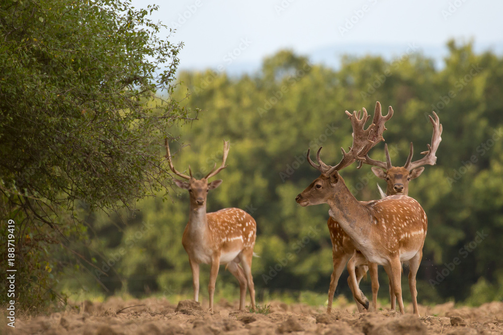 Fototapeta premium Fallow deer