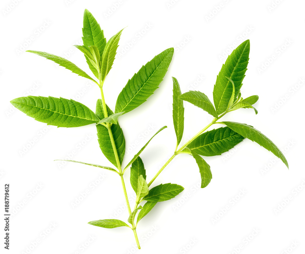 fresh lemon verbena leaves isolated on white fresh lemon verbena leaves isolated on white