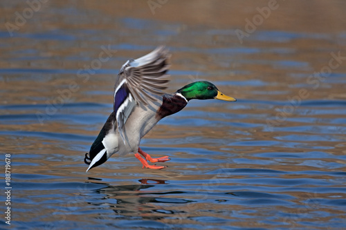 mallard, wild duck, anas platyrhynchos, Czech republic © prochym