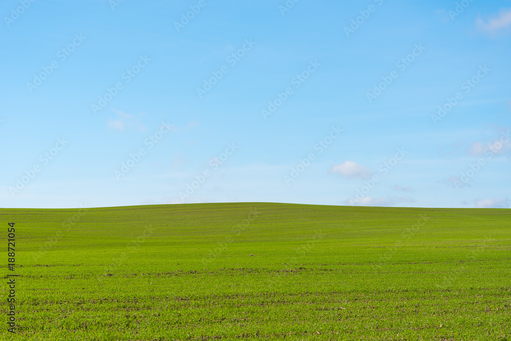 Green field and blue sky.