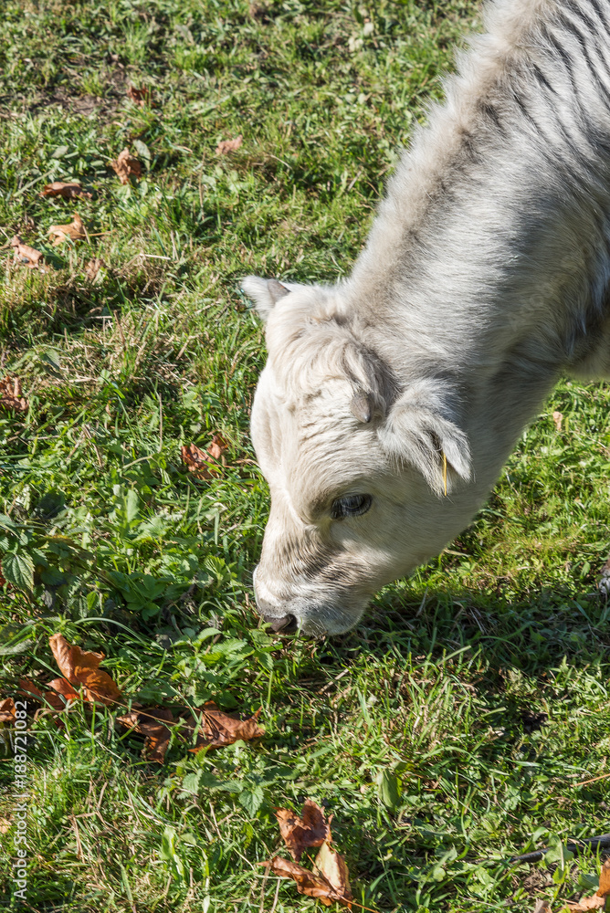 Fototapeta premium Young cow in pasture.