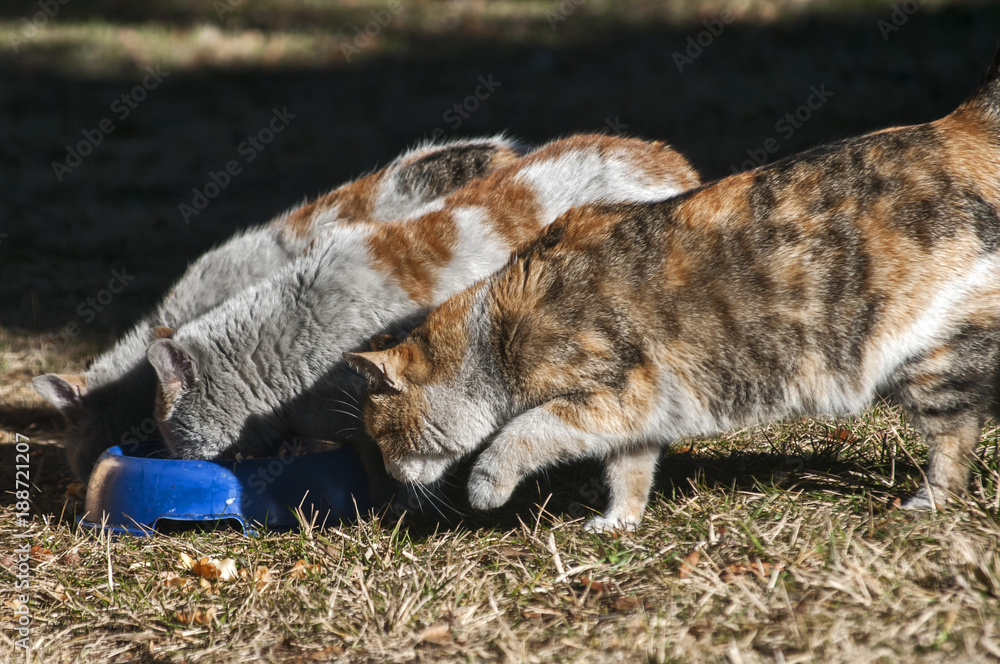 Obraz premium Three motley street cats feeding together on meadow on sunny winter day