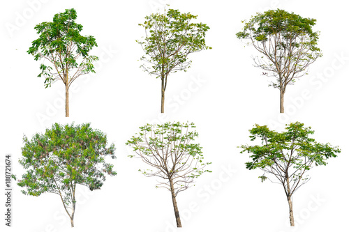 Tree collection set isolated on white background.