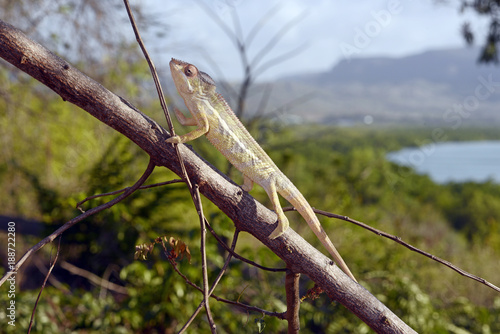 Pantherchamäleon (Furcifer pardalis) - Panther chameleon / Madagaskar