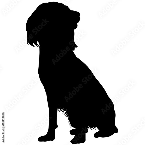 Εκτύπωση καμβά English Springer Spaniel Silhouette Vector Graphics