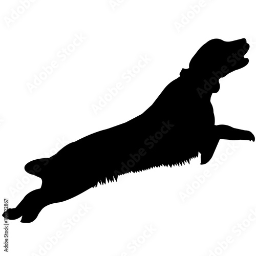 Photography English Springer Spaniel Silhouette Vector Graphics