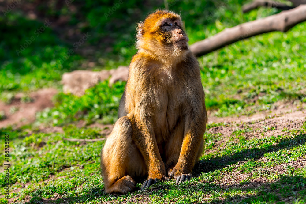 Berber Affe schaut nach oben zum Himmel nach Gott Berber Affe schaut nach oben zum Himmel nach Gott