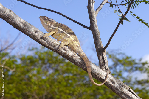 Pantherchamäleon (Furcifer pardalis) - Panther chameleon / Madagaskar