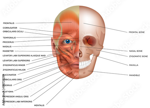 Muscles and bones of the face detailed bright anatomy isolated on a white background