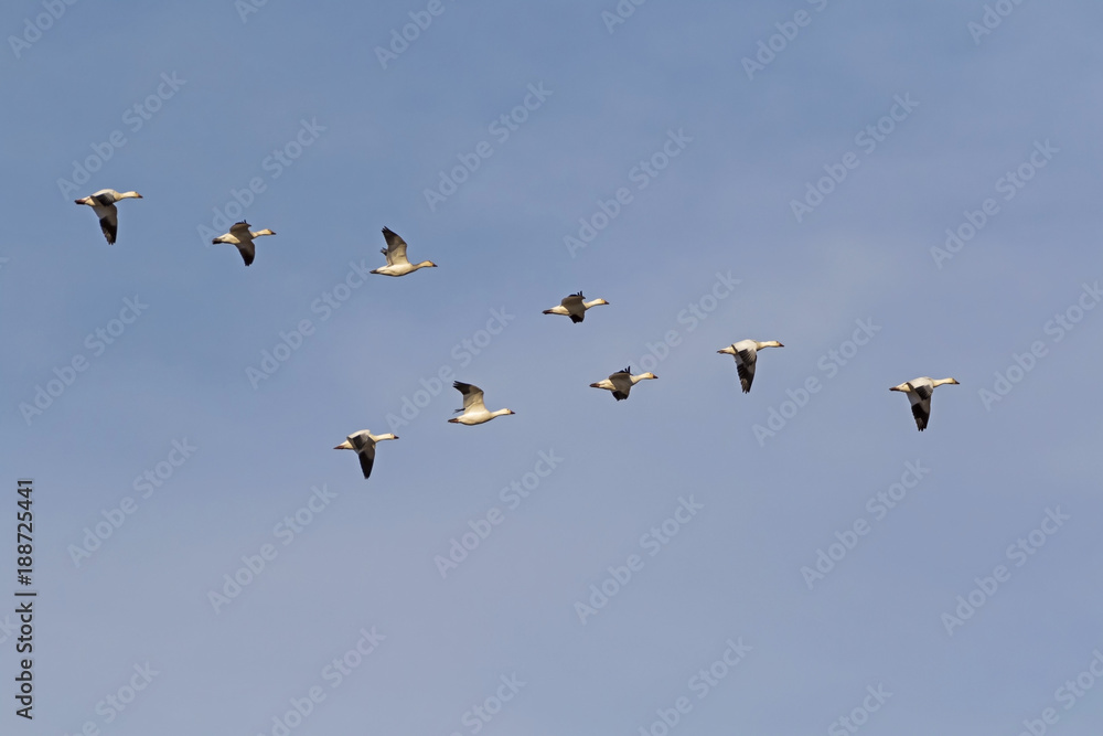 Birds a flock of snow geese flying high above the California desert