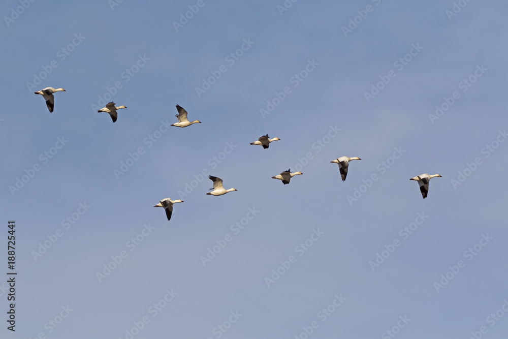 Birds a flock of snow geese flying high above the California desert Birds a flock of snow geese flying high above the California desert
