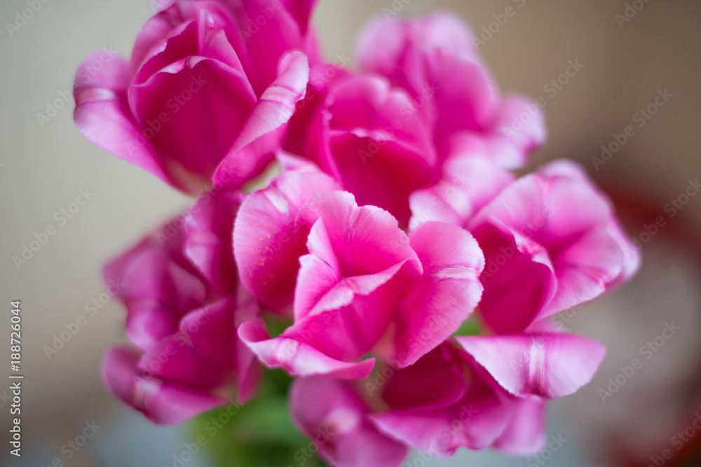 Obraz premium Bouquet of pink tulips on the background