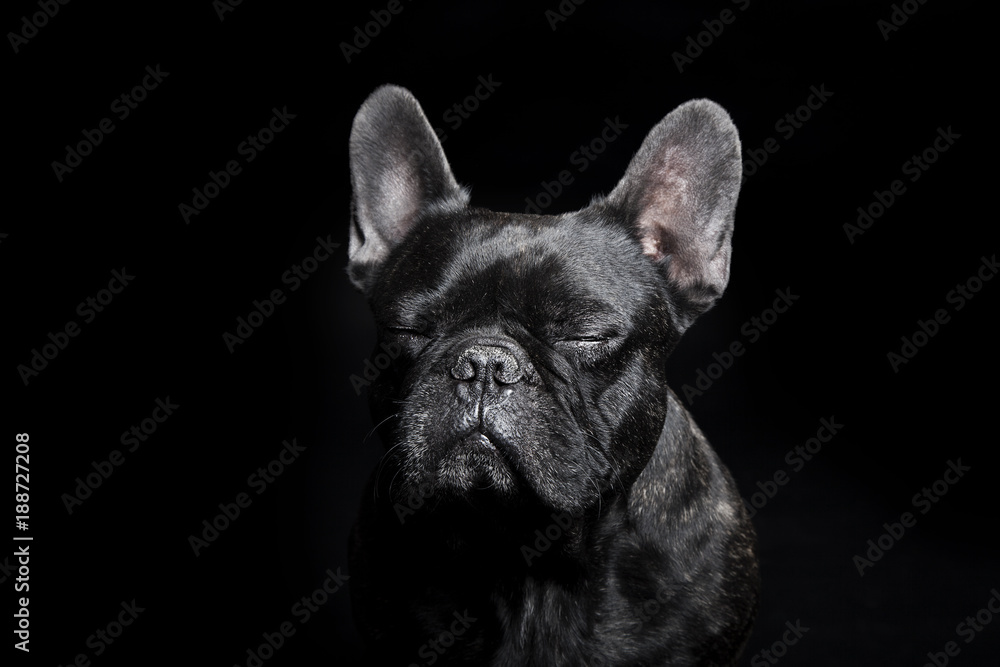 Black French Bulldog with close eyes on the black background