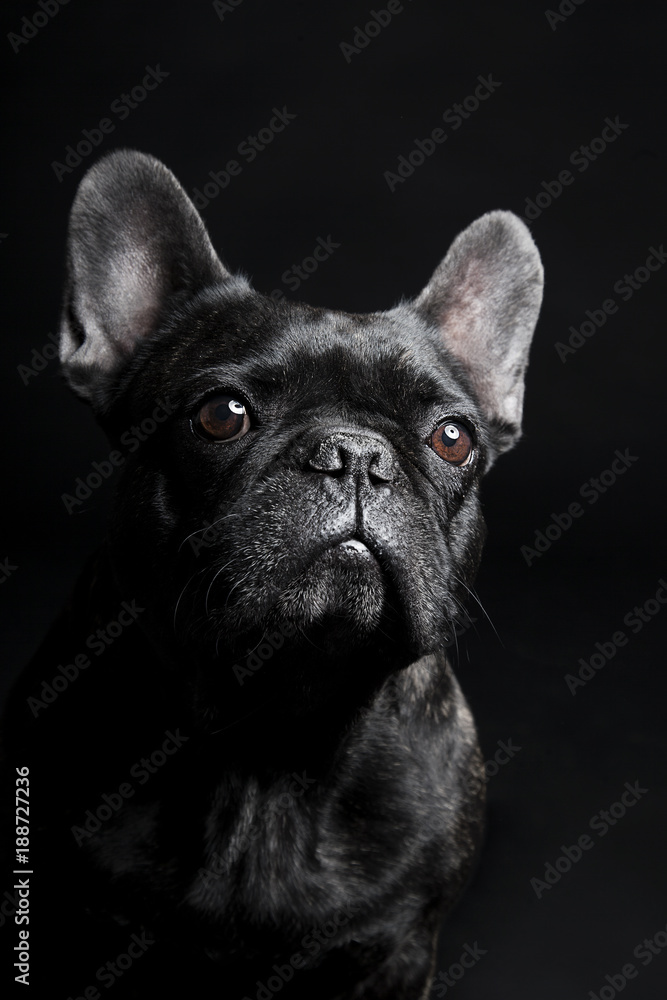 Black French Bulldog waiting and looking on the black background