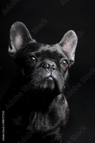 Black French Bulldog waiting and looking on the black background © themost