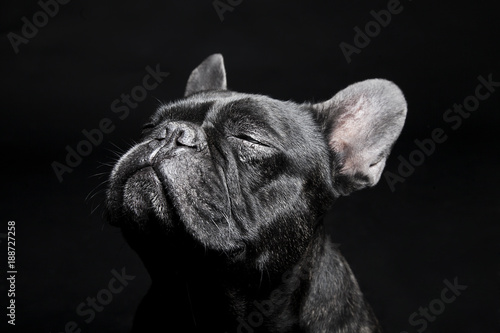 Photo Black French Bulldog with close eyes