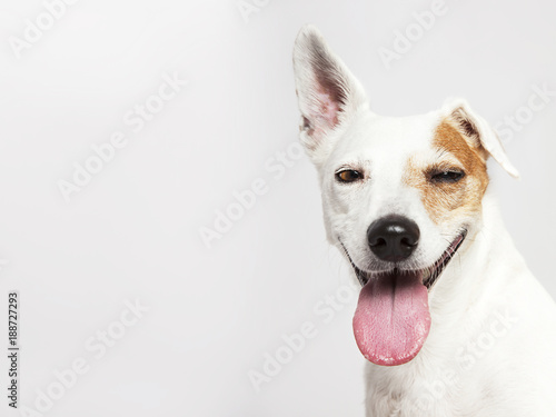The dog of Russel Terrier smiling and looking