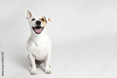 The funny smiling dog
