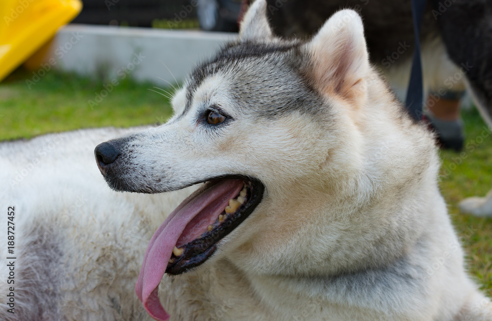 portrait of siberian husky