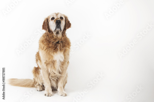 Sitting old sad dog Golden retriever isolated on the white background