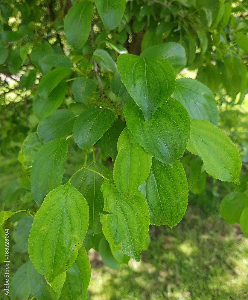 Kreuzdorn, Rhamnus, cathartica Kreuzdorn, Rhamnus, cathartica