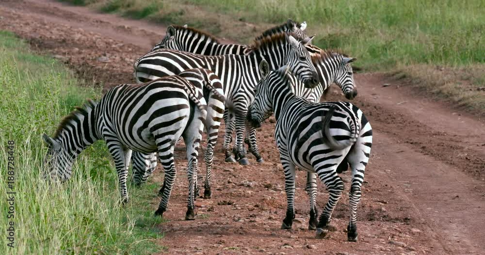 Herd Of Burchell'S Zebras; Nairobi National Park Pm; National Park, Nairobi, Kenya, Africa Herd Of Burchell'S Zebras; Nairobi National Park Pm; National Park, Nairobi, Kenya, Africa