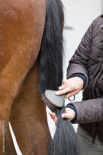 combing black tail of a brown horse