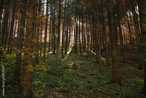 Fototapeta Naklejka Na Ścianę i Meble -  Herbstwald auf der Schwäbischen Alb