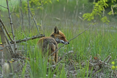 Fuchs im Unterholz