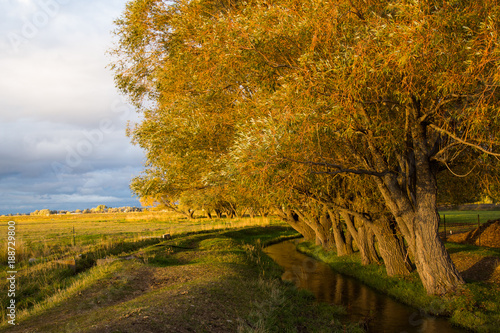 Autumn trees along creek on a farm