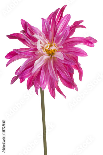 Fototapeta Naklejka Na Ścianę i Meble -  dahlia flower isolated