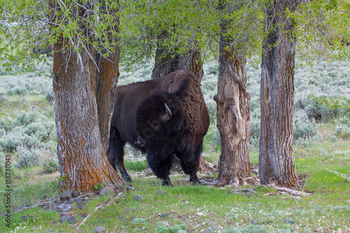 Buffalo in between trees