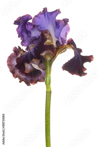 Fototapeta Naklejka Na Ścianę i Meble -  iris flower isolated
