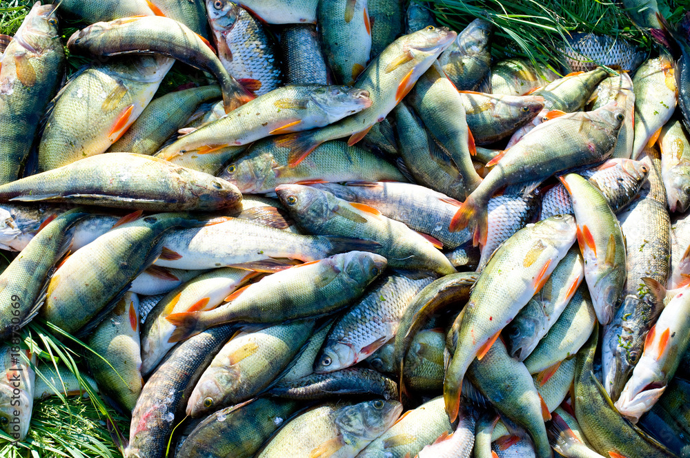 Obraz premium a big catch