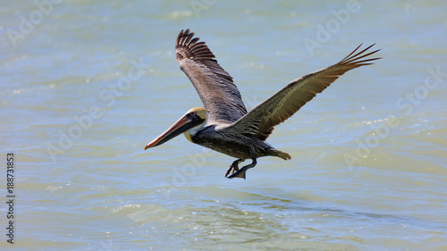 Pelican starts to fly, Sanibel Island, Florida, USA © captiva